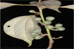 Neolitsea scrobiculata